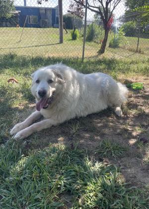 A fluffy white dog lying on the grass in a fenced yard, with its tongue out and looking relaxed.
