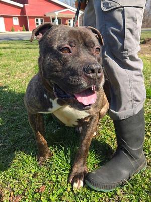 Lee, Mastiff / Pit Bull Terrier, adult, available for adoption