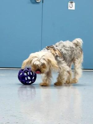 A small, fluffy dog with light brown fur is playing with a purple ball on a blue floor. The dog is wearing a harness and appears to be in a room with a blue wall and a door in the background.