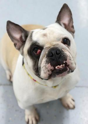 A close-up of a French Bulldog with a white and tan coat, wearing a yellow collar, looking up with its mouth slightly open.