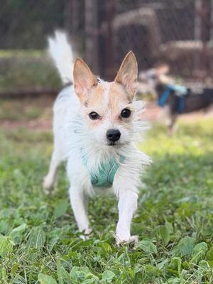 A small white dog with a light blue harness walking on grass.