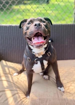 Tank (in Foster), Pit Bull Terrier, adult, available for adoption