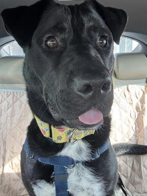 Ace, Labrador Retriever, adult, available for adoption