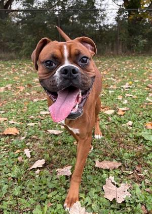 Beaker, Boxer, young, available for adoption