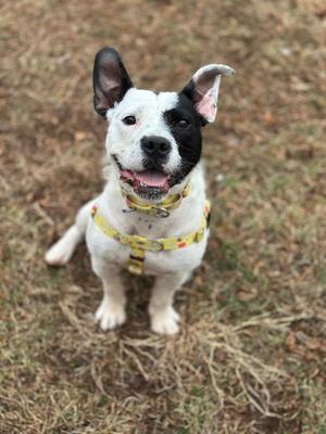A black and white dog with a yellow harness sitting on grass.