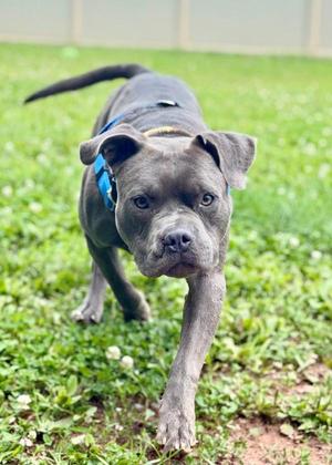 Ernest, Pit Bull Terrier, adult, available for adoption