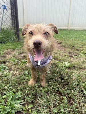 Maya (in Foster), Terrier, young, available for adoption