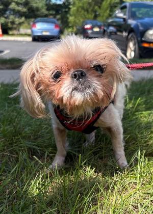 Frappuccino (in Foster), Pekingese / Shih Tzu, senior, available for adoption