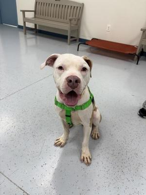 A white dog with a green harness sitting on a tiled floor.