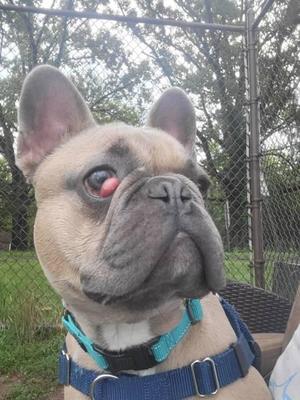 A close-up of a French Bulldog with a blue collar and a blue harness, standing outdoors with a chain-link fence and trees in the background.
