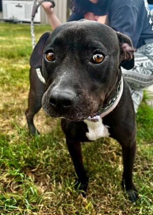Chicken (in Foster), Pit Bull Terrier, adult, available for adoption