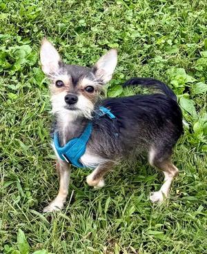 Dane, Chihuahua, adult, available for adoption