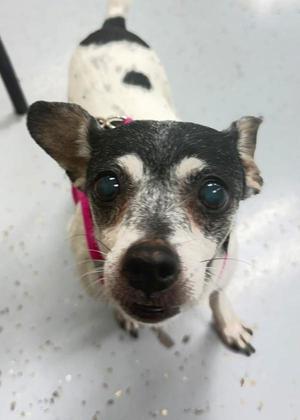 Aila, Rat Terrier, senior, available for adoption