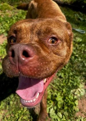 London, Pit Bull Terrier, young, available for adoption
