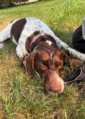 Dulce (in Foster), Pointer, adult, available for adoption