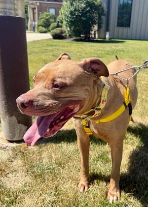 Cardi, Pit Bull Terrier, senior, available for adoption