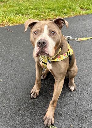Lorelei (in Foster), Pit Bull Terrier, adult, available for adoption