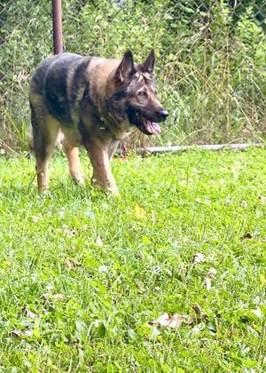 Kiki, German Shepherd Dog, senior, available for adoption