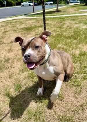 Cordelia, American Staffordshire Terrier, adult, available for adoption