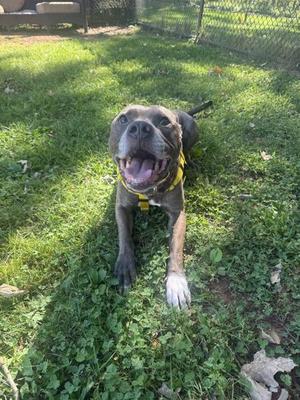 A happy dog with a yellow harness lying on grass
