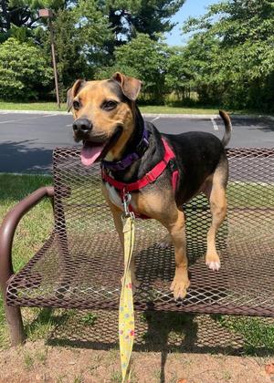 Jake, Hound, adult, available for adoption