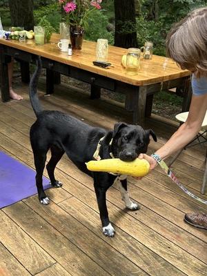 Ace (in Foster), Labrador Retriever, adult, available for adoption