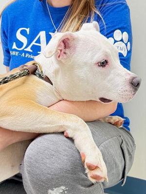 Nessa, Pit Bull Terrier, young, available for adoption