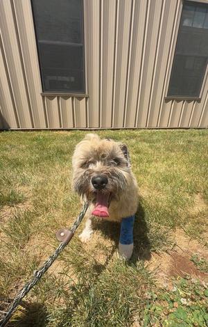 a dog with a blue cast on its leg standing on grass