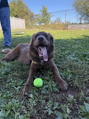 Ducky, Nova Scotia Duck Tolling Retriever, young, available for adoption