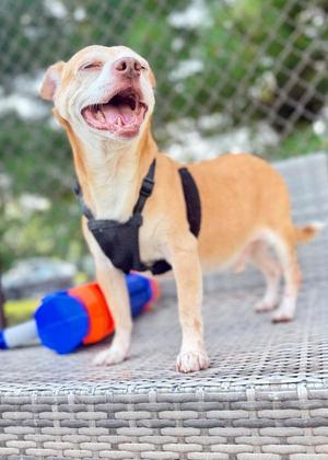 Pookey (in Foster), Chihuahua / Terrier, adult, available for adoption