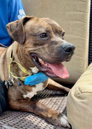 Tiger, Pit Bull Terrier, adult, available for adoption