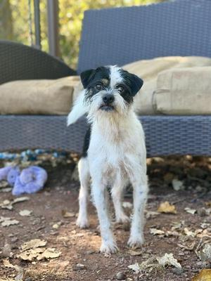 a black and white dog standing on a dirt ground