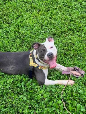 Perdita, Pit Bull Terrier, young, available for adoption