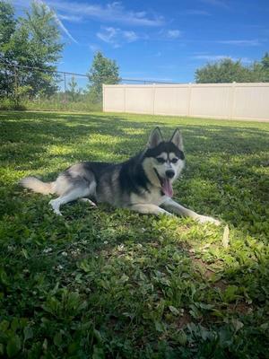 Booger (in Foster), Siberian Husky / Pomeranian, young, available for adoption