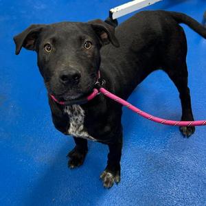 Humphrey, Retriever, young, available for adoption