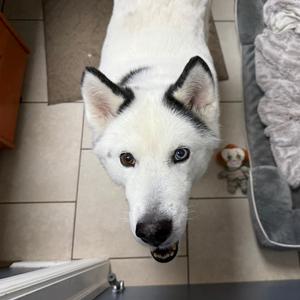Nieves, Husky, senior, available for adoption