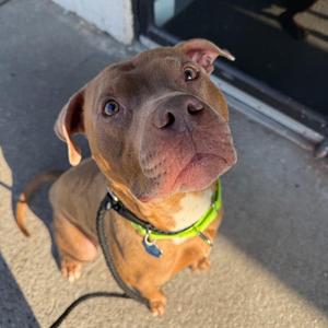 Banana, Mixed Breed, adult, available for adoption