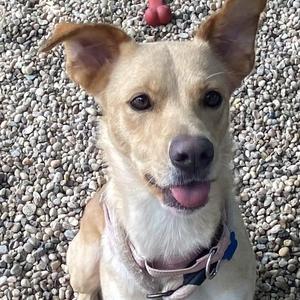 Brooke, Labrador Retriever / Shepherd, adult, available for adoption