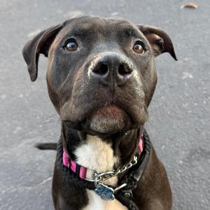 Rook, Mixed Breed, young, available for adoption