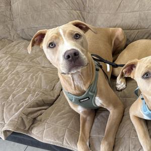 Two dogs lying on a couch, one wearing a green harness