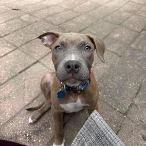 A brown puppy with blue eyes and a blue collar sitting on a brick pavement.