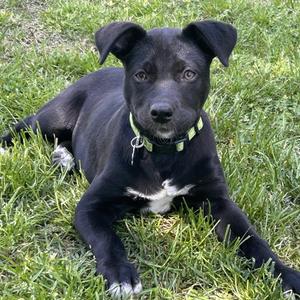 Sydney, Shepherd, young, available for adoption