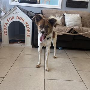 Singkhon, Mixed Breed, adult, available for adoption