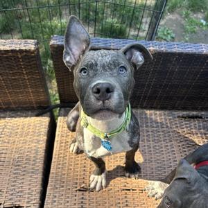 Mercury, Mixed Breed, young, available for adoption
