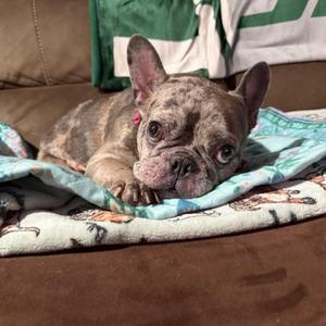Sky, French Bulldog, adult, available for adoption