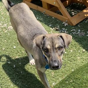 Hilux, Mixed Breed, adult, available for adoption
