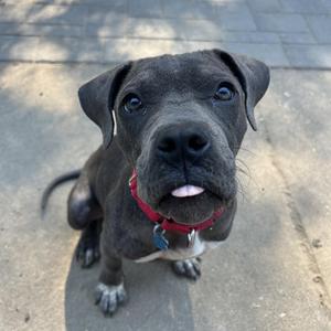 A close-up portrait of a dark grey pit bull mix puppy wearing a red collar and tags, looking up at the camera with its tongue slightly sticking out.