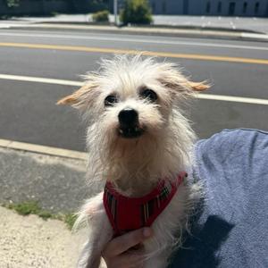 Caramel, Mixed Breed, senior, available for adoption