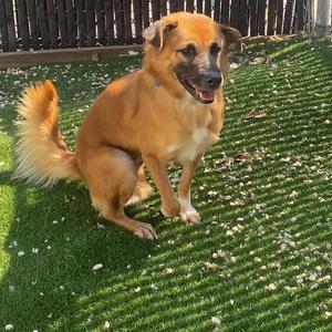 Namtran, Mixed Breed, adult, available for adoption