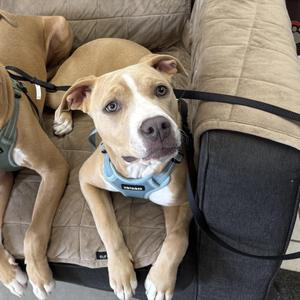 Darcy, Pit Bull Terrier, young, available for adoption